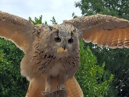 Roofvogel en reptielenpark nabij camping.