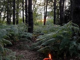 Forest relaxation