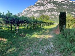 Pitches are right in the heart of the vines.