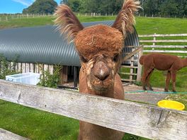 Inquisitive alpaca !