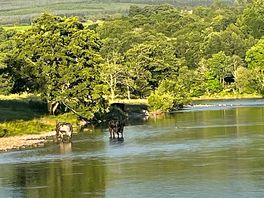 Thirsty cows