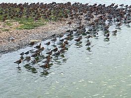 Rspb snettisham