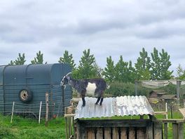 Camp goat
