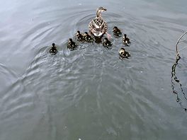 Nesting ducks