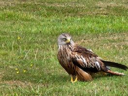 Red kite