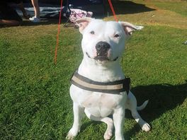 Our dog loved his holiday