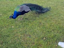 Another peacock come to say hi.