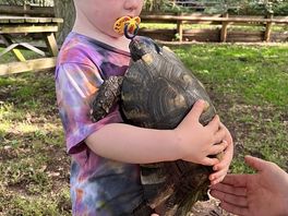 Feeding the animals located on the site. highlight of the day for my kids