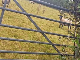 Floofie sheeps