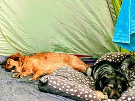 Two very sleepy dogs