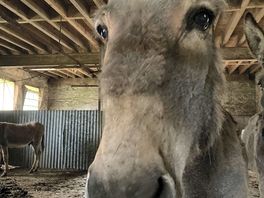 Donkey