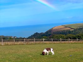 Dog living her freedom
