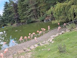 Flamingo central