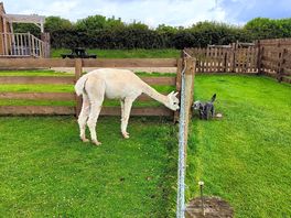 Our dog loved interacting with the alpacas