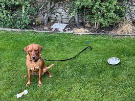 Our millie had a fab time on walks without a lead