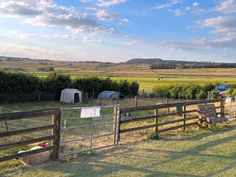 Sheep and goats on site