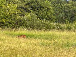 Deer running through campsite
