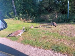 Peacocks roaming around!