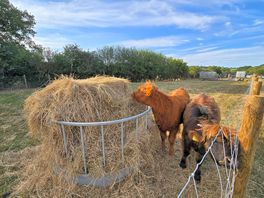 Highland cows