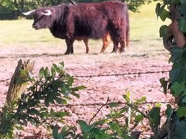 Taken from the roadside whilst having a walk about.