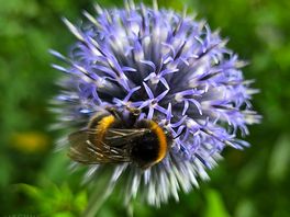 A bumble bee enjoying itselfe