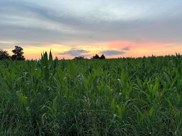 Sunset views