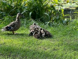Ducks