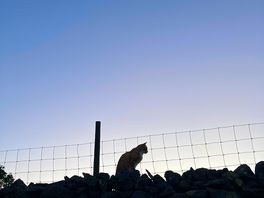 The site cat!