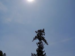 Kings forest