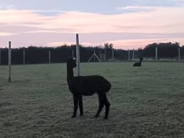 Alpacas on site