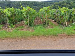 Grapevine