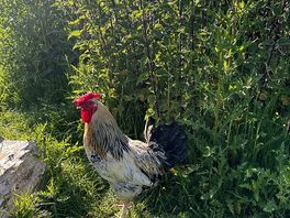 🐓