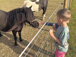 Friendly ponies