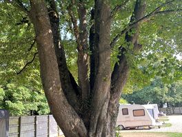 Lovely sycamore