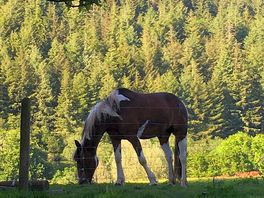 Beautiful horses
