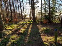 Woodland Pitches in Minto View