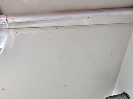 Black mould
