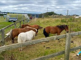 Beautiful ponies