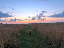 Sunset at the dog field