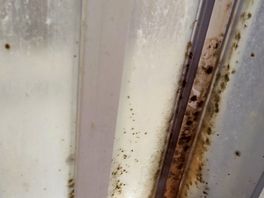 Muffa nella doccia