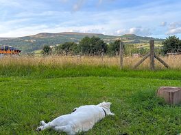 Our very hyper dog completely chilled out