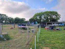 Pitch next to goats