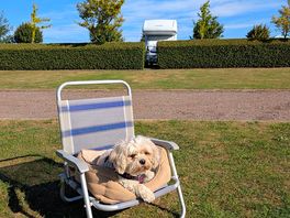 Dogs welcome