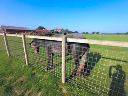 Horse/cow field alongside non-electronic pitch field