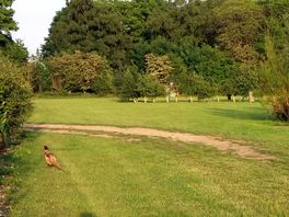 Pitches set among mature trees