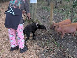 Dog makes friends