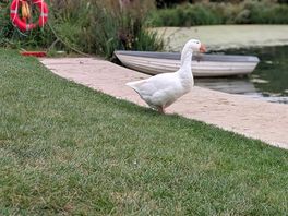 Friendly goose