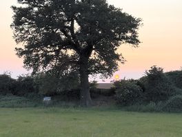Tree/sky mkii