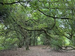 Nearby walk