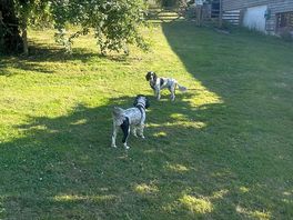 Dog run free area
